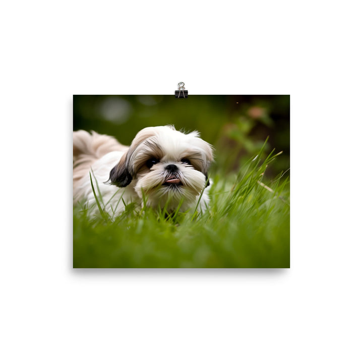 Playful Shih Tzu Enjoying the Outdoors photo paper poster - Posterfy.AI