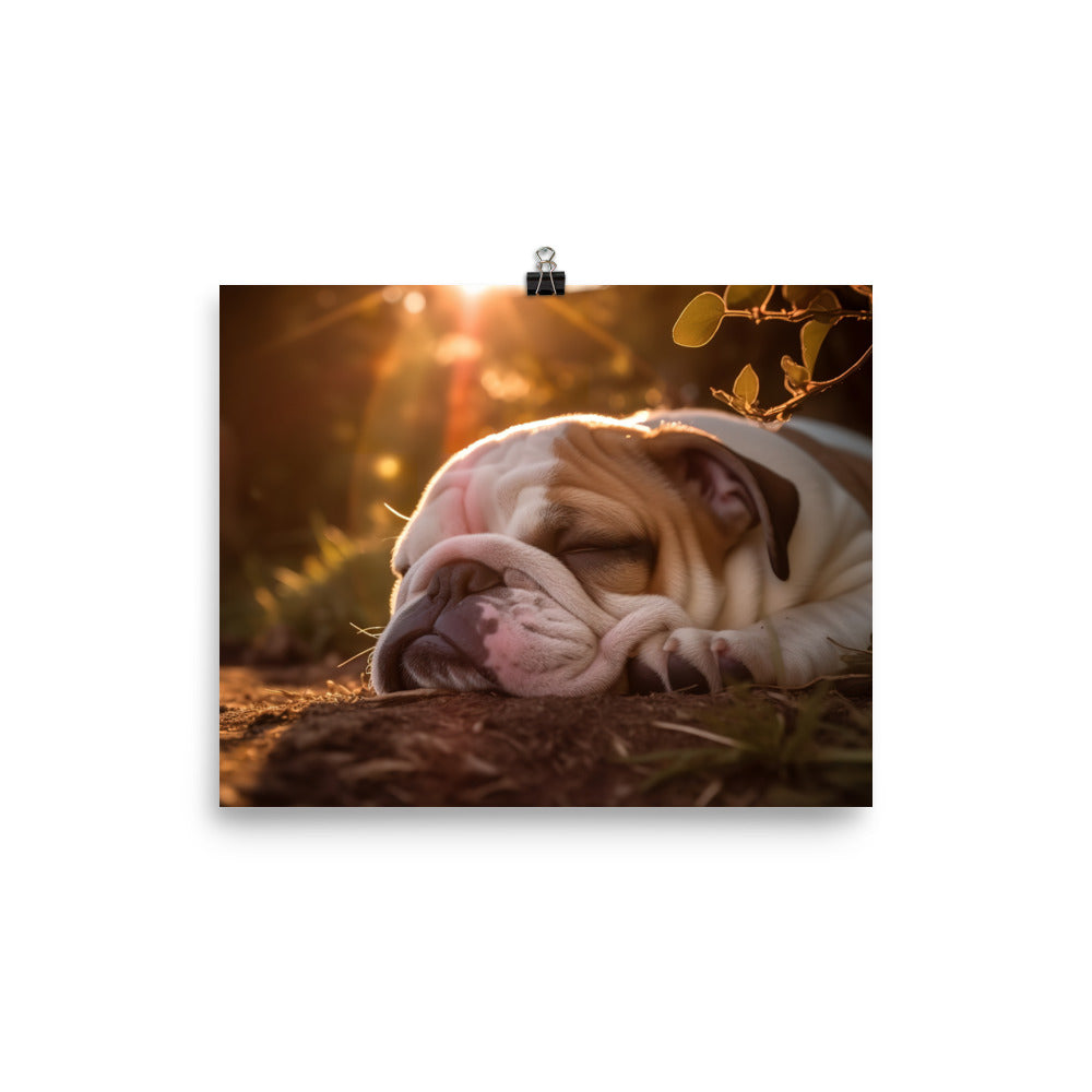 Cute Bulldog in the Sun photo paper poster - Posterfy.AI