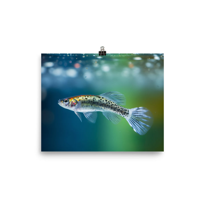 Graceful Female Guppy Gliding in Water Photo paper poster - Posterfy.AI