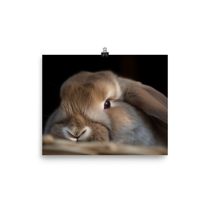 Holland Lop - Sleepy bunny taking a nap in a cozy spot photo paper poster - Posterfy.AI